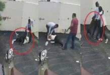 पटियाला में घर देखने पहुंचे दंपति पर पिटबुल का हमला, महिला गंभीर घायल; सीसीटीवी वीडियो वायरल